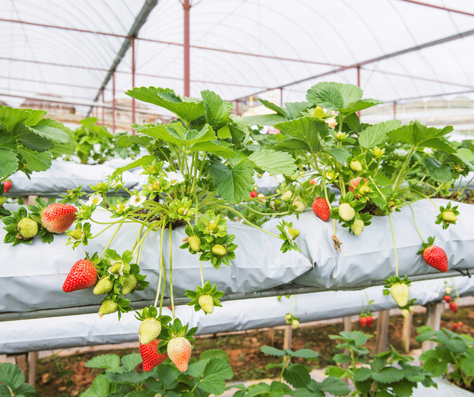 Strawberry Farm